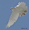 beyaz20kartal1